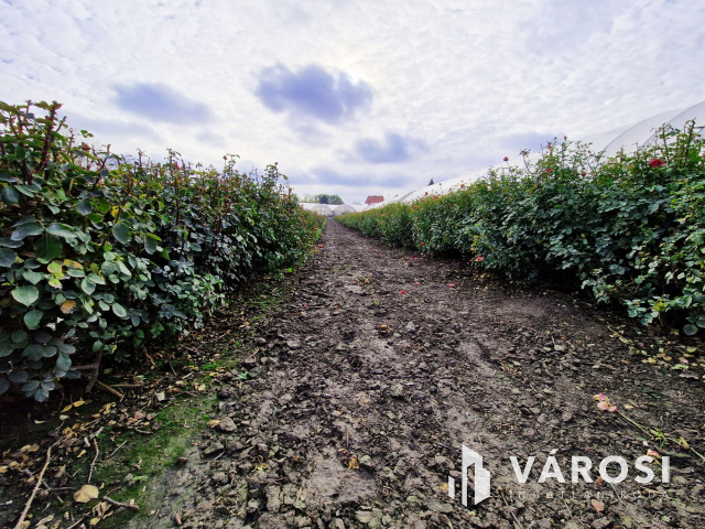 Szeged-Szőregen eladó építési telek