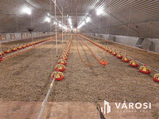 Működő állattartó farm berendezésekkel együtt eladó!