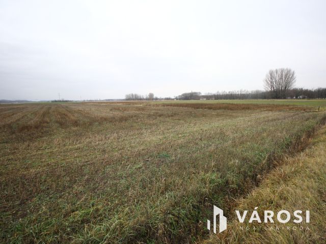 Balástya környékén szántóföld eladó