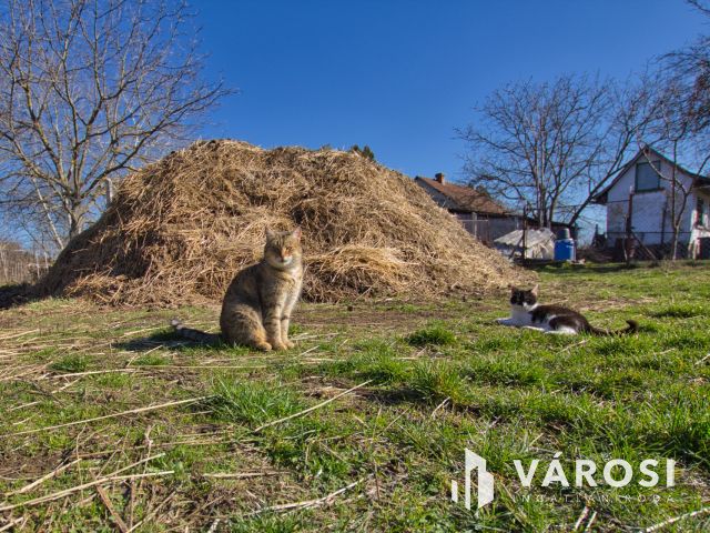 1450 m2-es telek karámmal, ló box-szal, kisházzal eladó